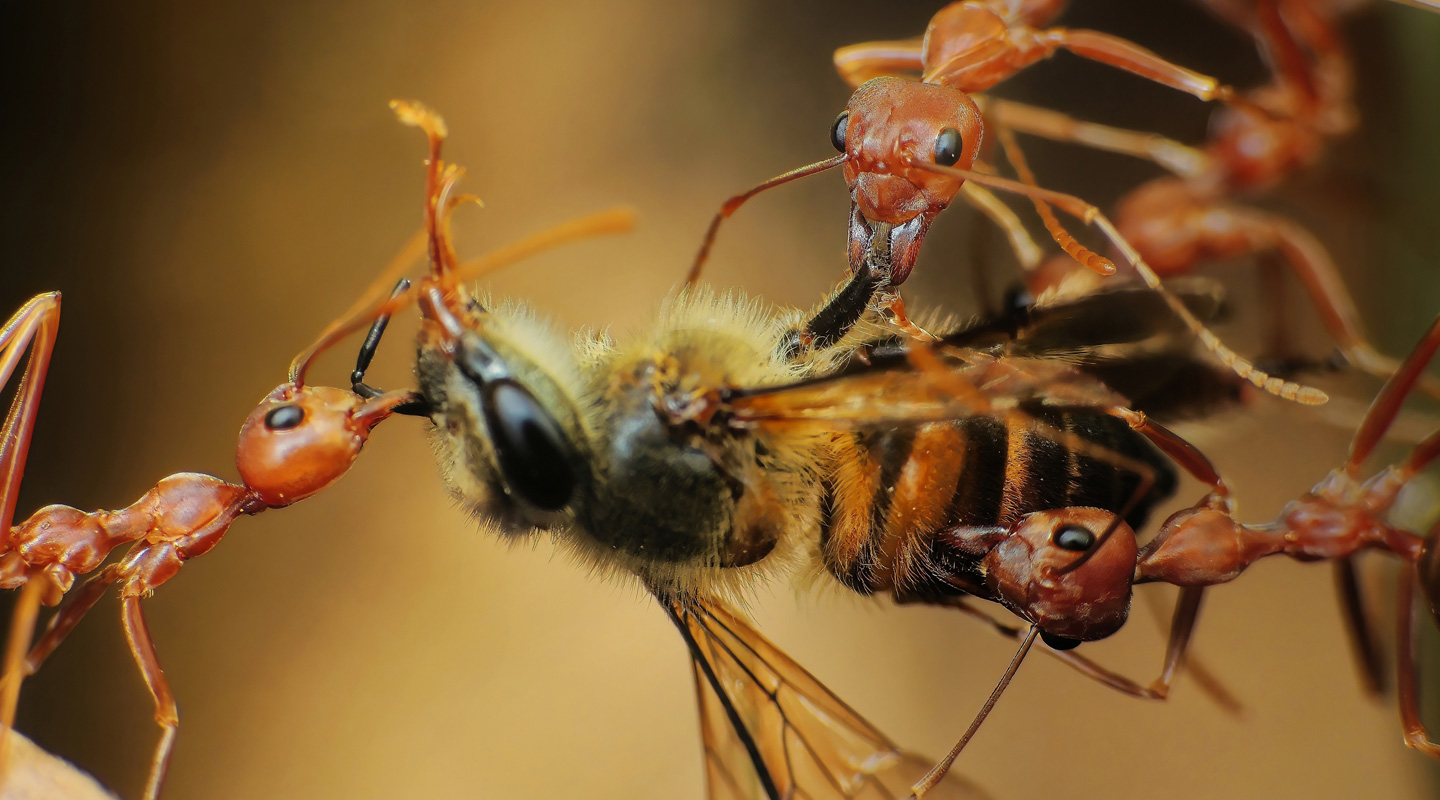 Pest Control Courses - Killgerm Training