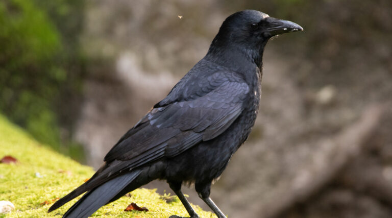 wild bird course 1440x800px copy